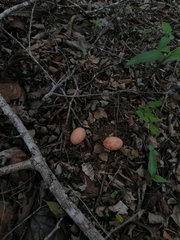 Nyctidromus albicollis