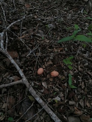 Nyctidromus albicollis