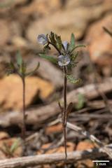 Phacelia leonis