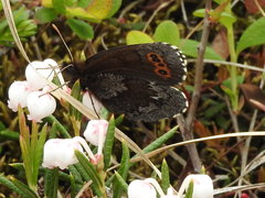 Erebia disa
