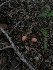 Nyctidromus albicollis