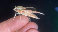 Rhagastis mongoliana