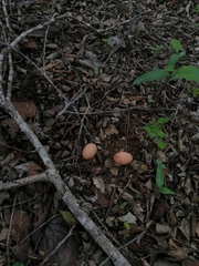 Nyctidromus albicollis