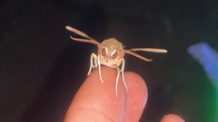 Rhagastis mongoliana