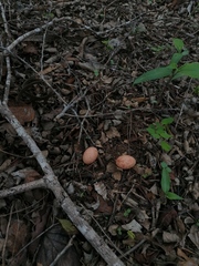 Nyctidromus albicollis