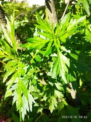 Artemisia vulgaris
