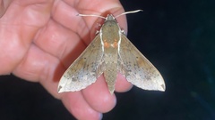 Rhagastis mongoliana