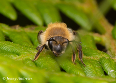 Andrena barbilabris