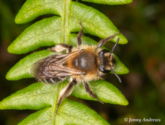 Andrena barbilabris