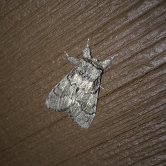 Paraeschra tortuosa