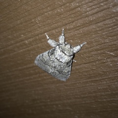 Paraeschra tortuosa