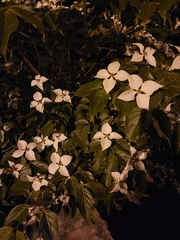 Cornus kousa