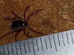 Ixodes vespertilionis