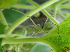 Peucetia viridana