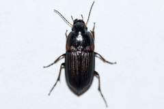 Anisodactylus rusticus