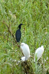 Egretta ardesiaca