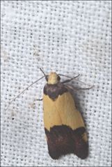 Heteroteucha kershawi