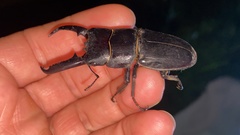 Serrognathus titanus castanicolor