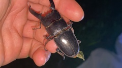 Serrognathus titanus castanicolor