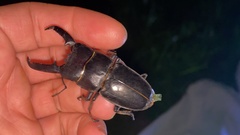 Serrognathus titanus castanicolor