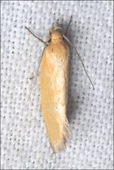 Microbela monodyas