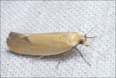 Microbela