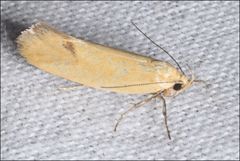 Microbela