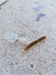 Malacosoma castrense