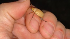 Callistethus plagiicollis