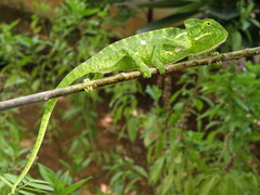 Chamaeleo zeylanicus