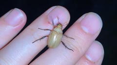 Callistethus plagiicollis