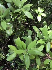 Litsea rotundifolia