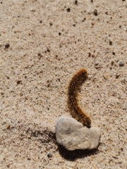 Malacosoma castrense