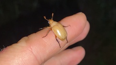 Callistethus plagiicollis