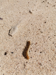 Malacosoma castrense