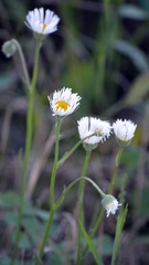 Erigeron glabellus