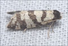 Lepidoscia characota