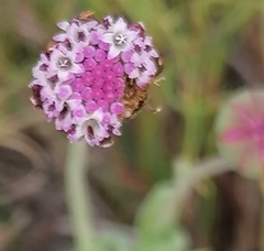 Othonna digitata