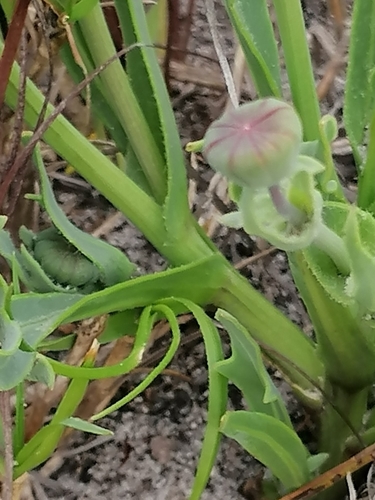 Othonna digitata