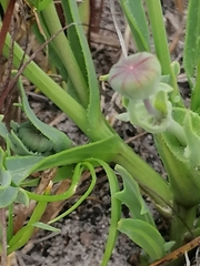 Othonna digitata