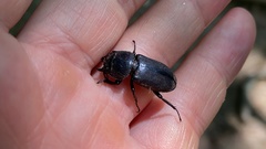 Dorcus rectus