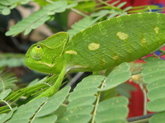 Chamaeleo zeylanicus