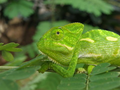 Chamaeleo zeylanicus