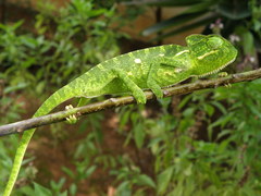 Chamaeleo zeylanicus
