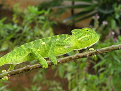 Chamaeleo zeylanicus