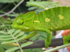 Chamaeleo zeylanicus