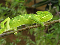 Chamaeleo zeylanicus