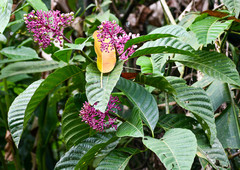 Palicourea lasiantha