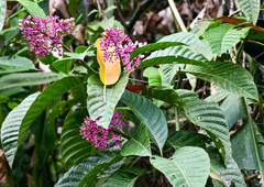 Palicourea lasiantha