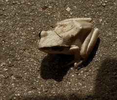 Polypedates maculatus